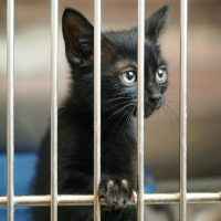 black-cat