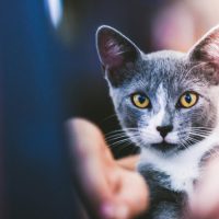 cat-rescue